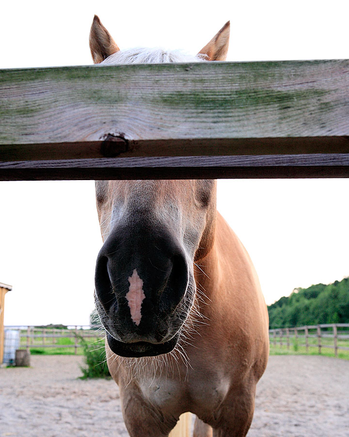 Pferd hinter Zaun